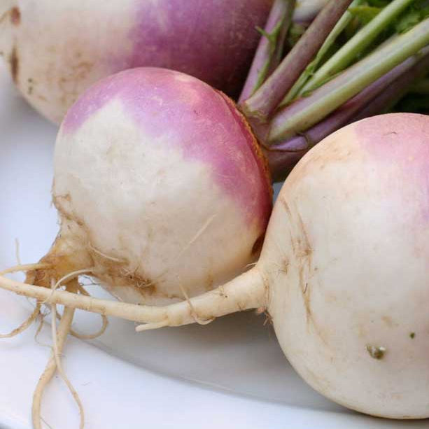 Purple Top White Globe Turnip Seeds (Organic)