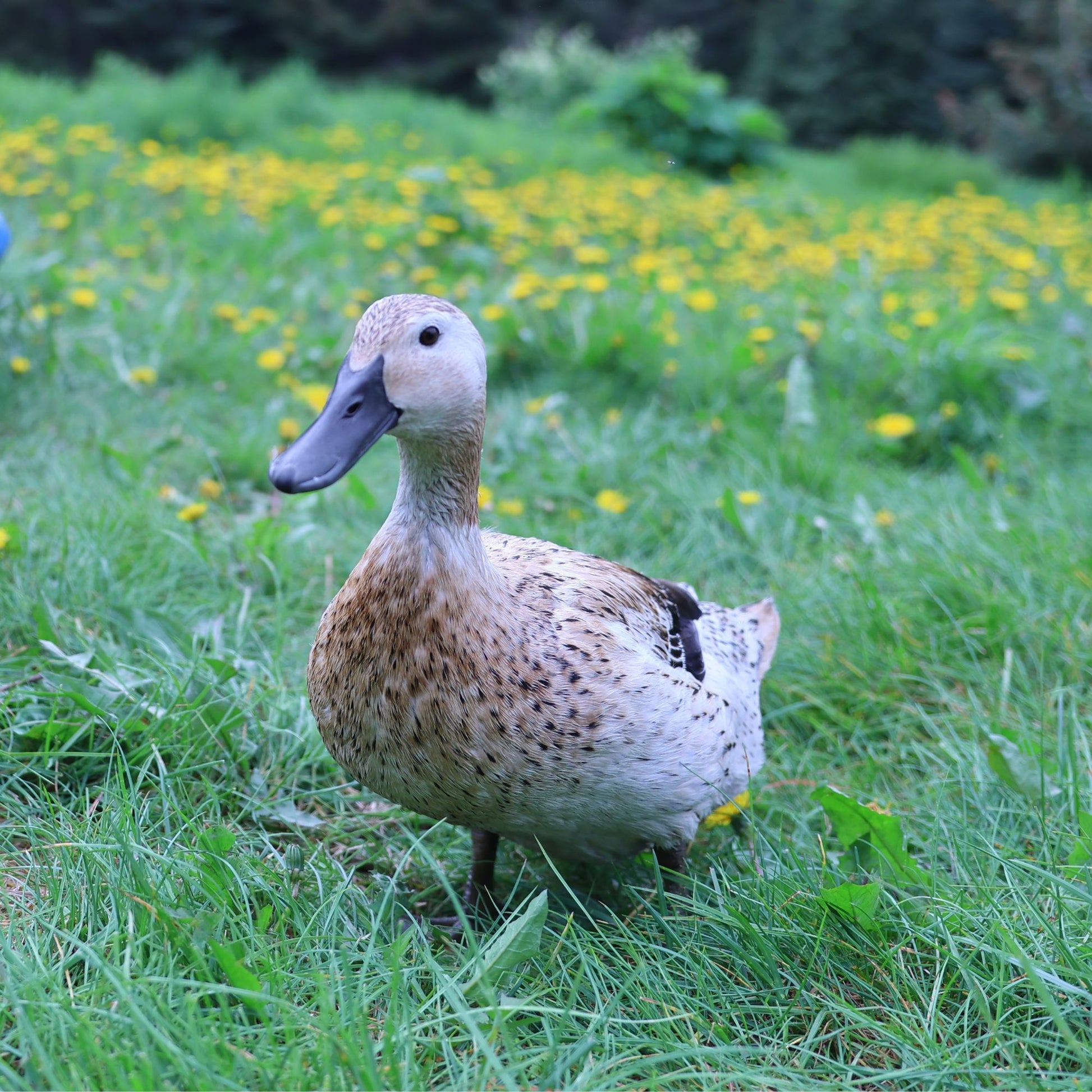 Welsh Harlequin female duck. 