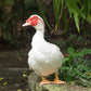 Ducklings: Mystery Duckling from Our Muscovy Assortment