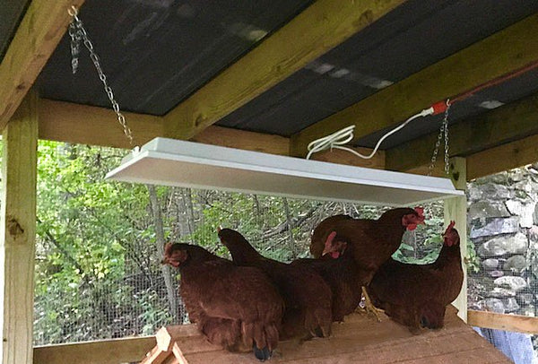 Infrared heater clearance for chicken coop