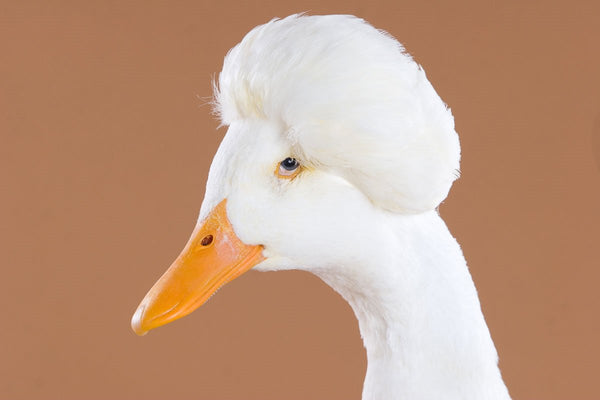 white duck