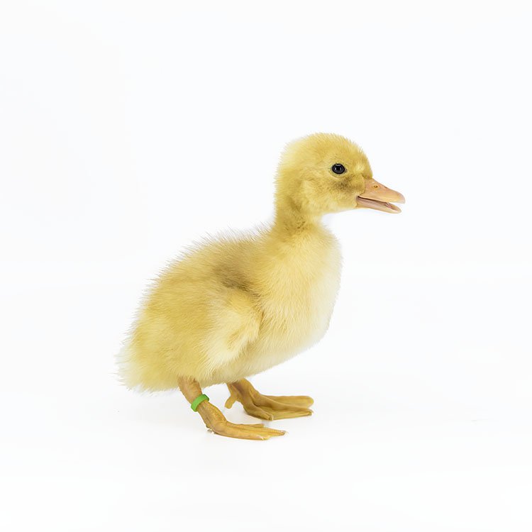 Small ducks deals for sale