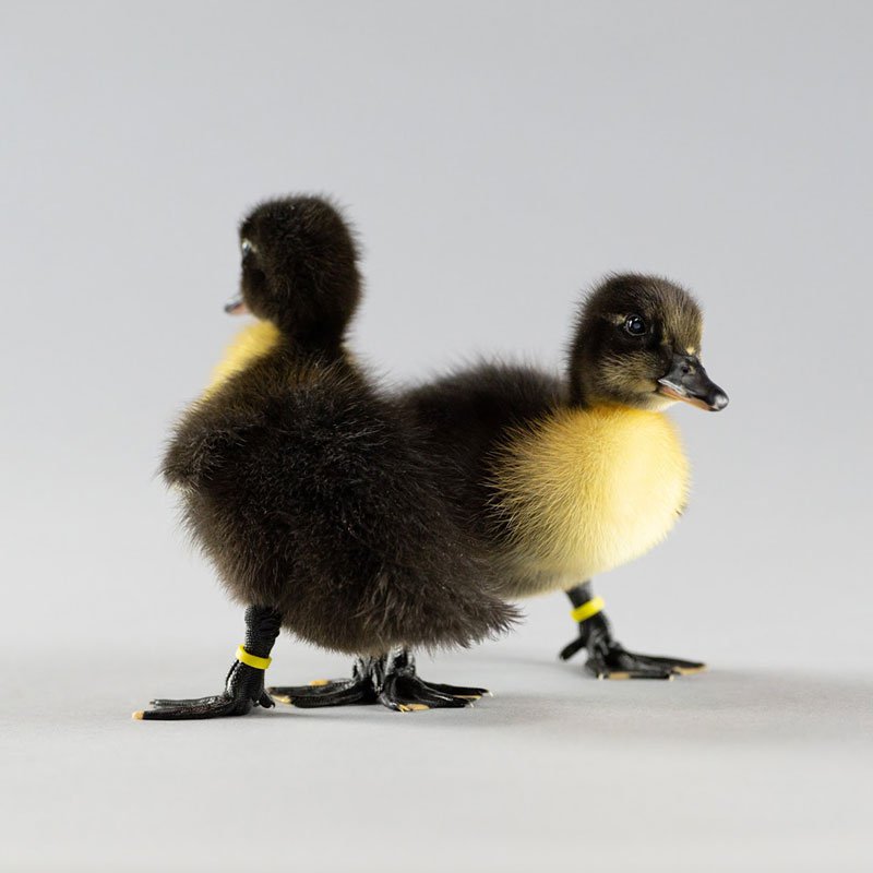 Ducklings: Black Swedish - My Pet Chicken