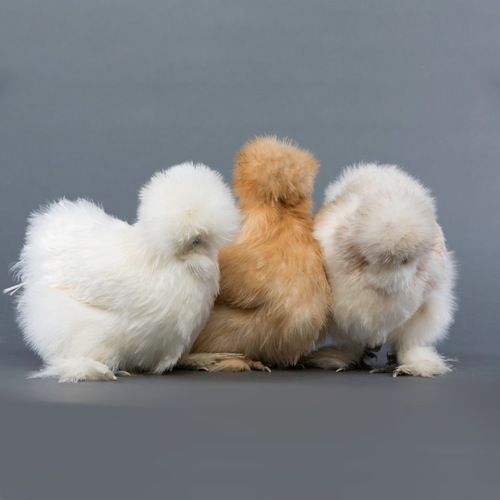 silkie baby chicks