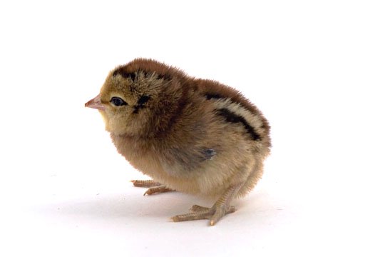 Baby Chicks: Gold Kissed Granite Olive Egger - My Pet Chicken