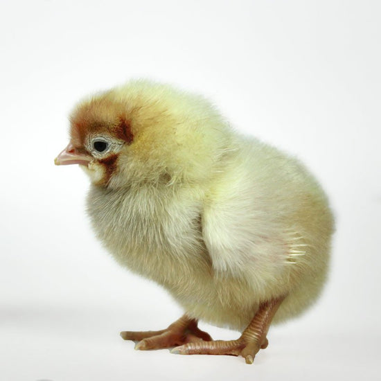 Baby Chicks: Frost White Legbar - My Pet Chicken