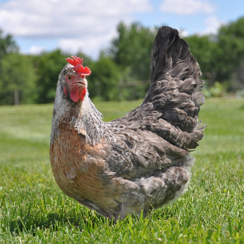 Baby Chicks: Partridge Olive Egger - My Pet Chicken