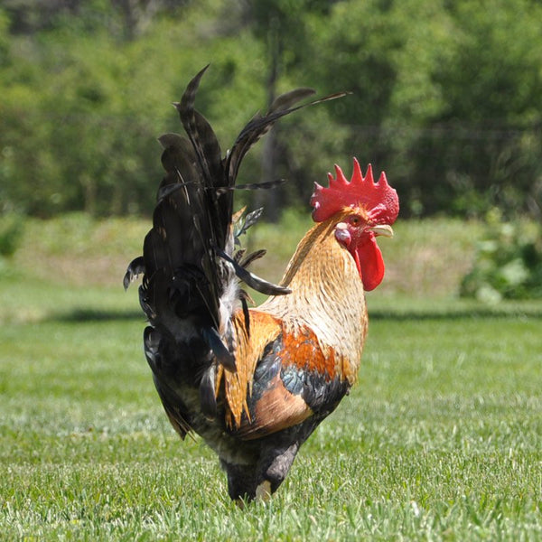 Baby Chicks: Partridge Olive Egger - My Pet Chicken