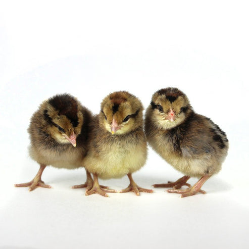 Baby Chicks: Partridge Olive Egger - My Pet Chicken