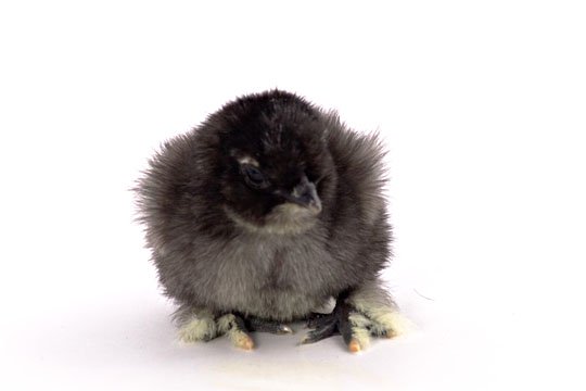 fluffy baby chicken
