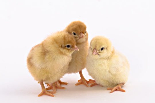 Golden buff . . . black, white ,Golden. . . heavy buff chicks - Hens -  1082081828