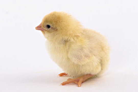 Baby Chicks: Golden Buff (Red Star) - My Pet Chicken