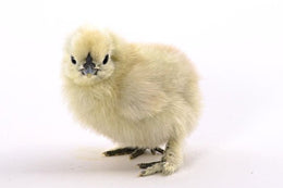 Baby Chicks: White Silkie Bantam - My Pet Chicken