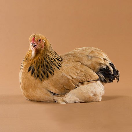 Giant Brahma Chicken around 6months old already over 5 pounds 😎 : r/ chickens