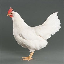 Baby Chicks: Light Brown Leghorn - My Pet Chicken