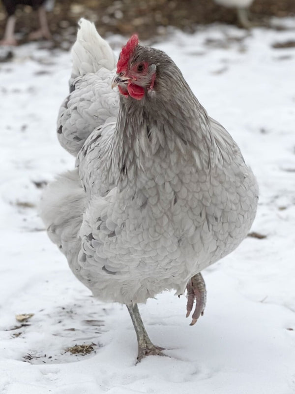 Baby Chicks: Blue/Black/Splash Orpington - My Pet Chicken