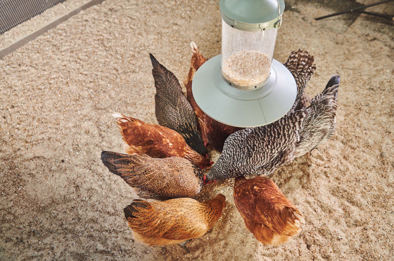 Chicken shop treat dispenser