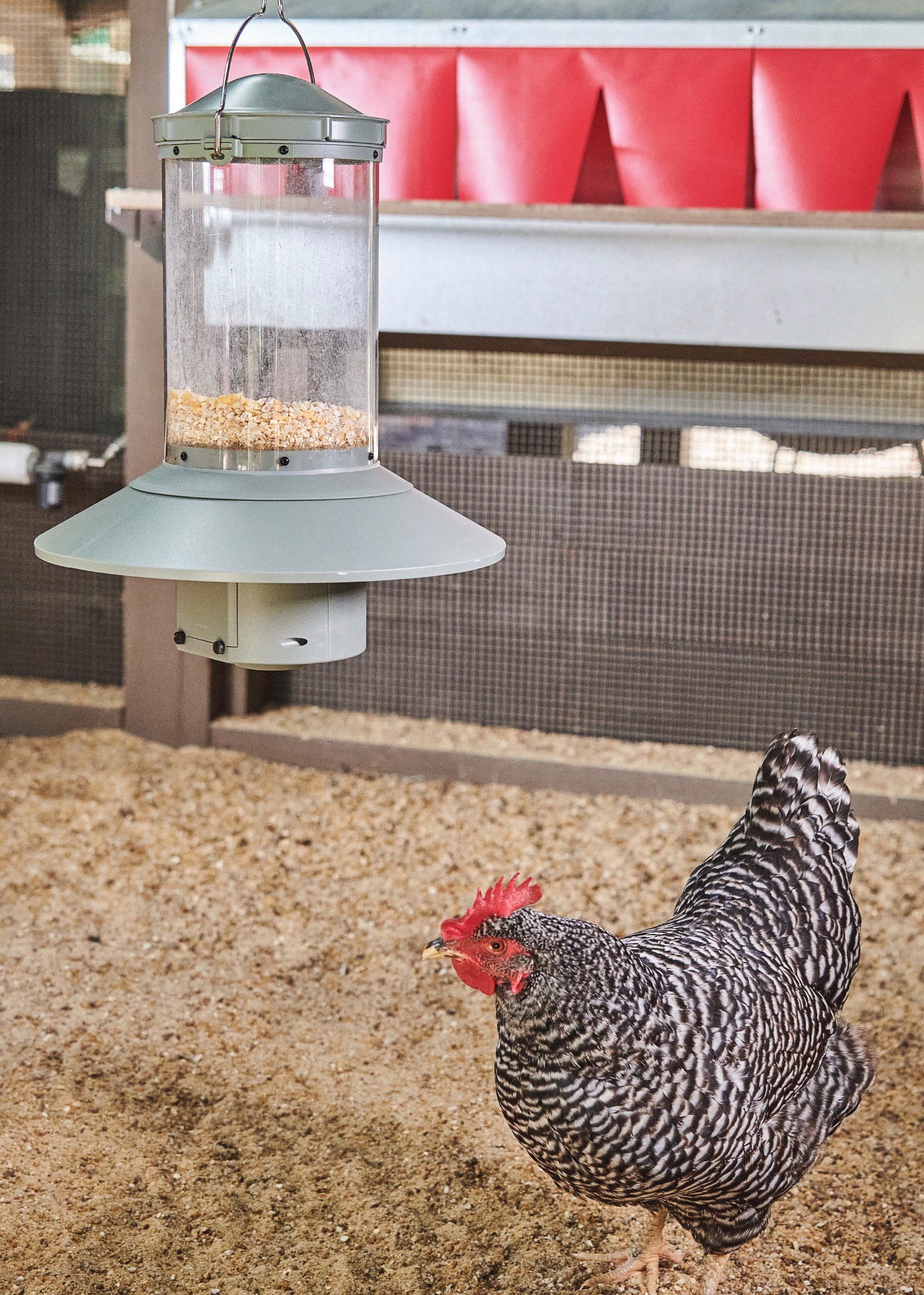 Auto store chicken feeder