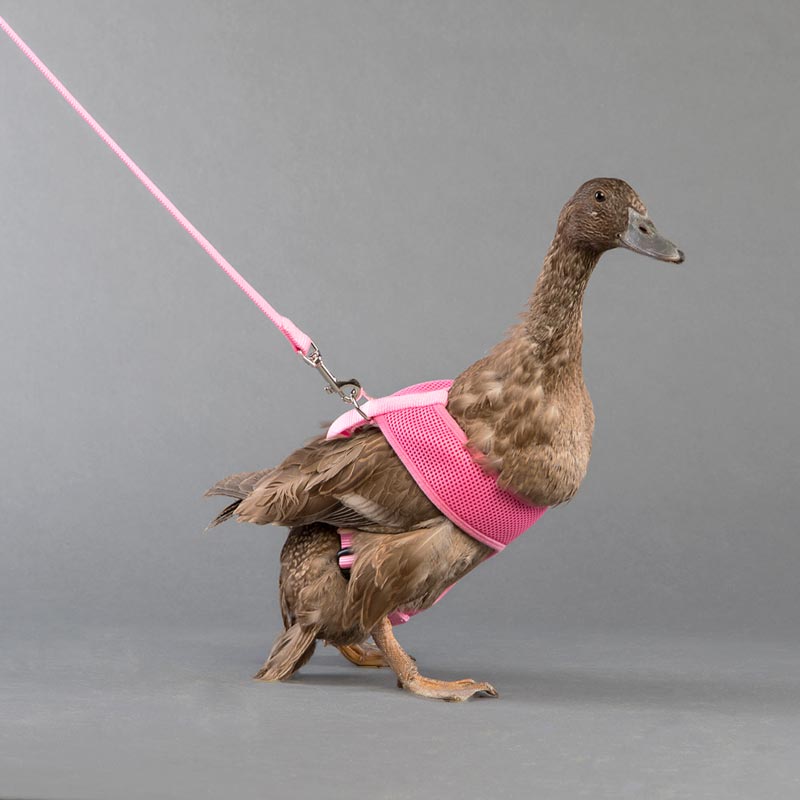 Rooster leash clearance