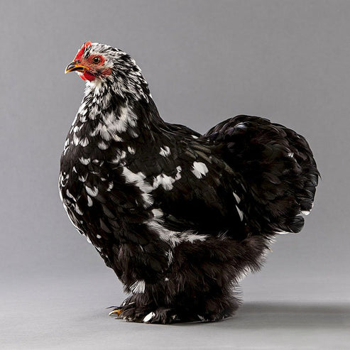 Baby Chicks: Mottled Cochin Bantam - My Pet Chicken