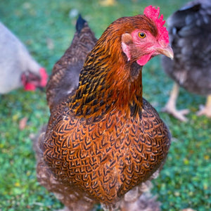 Pullet: Partridge Cochin - My Pet Chicken