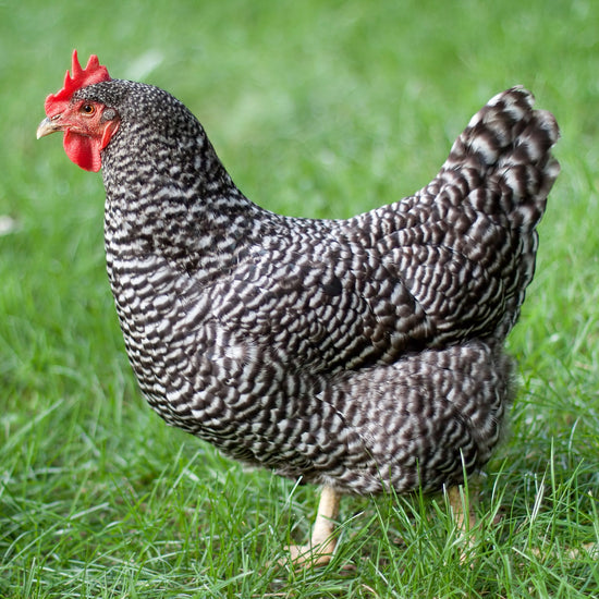 Baby Chicks: Barred Plymouth Rock - My Pet Chicken