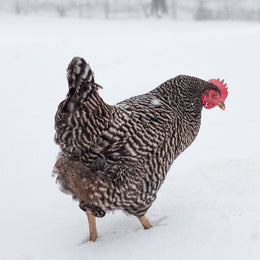 Baby Chicks: Barred Plymouth Rock - My Pet Chicken