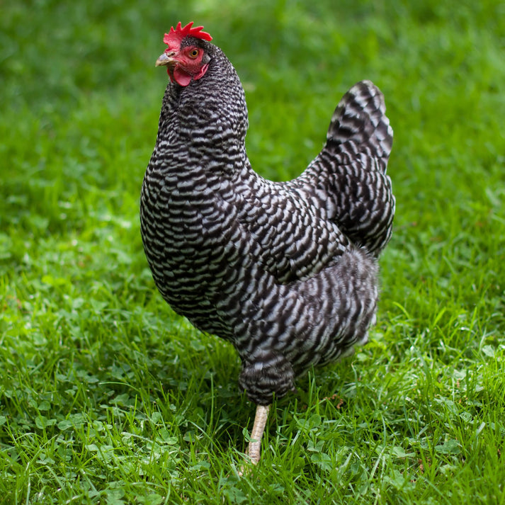 Baby Chicks: Barred Plymouth Rock - My Pet Chicken