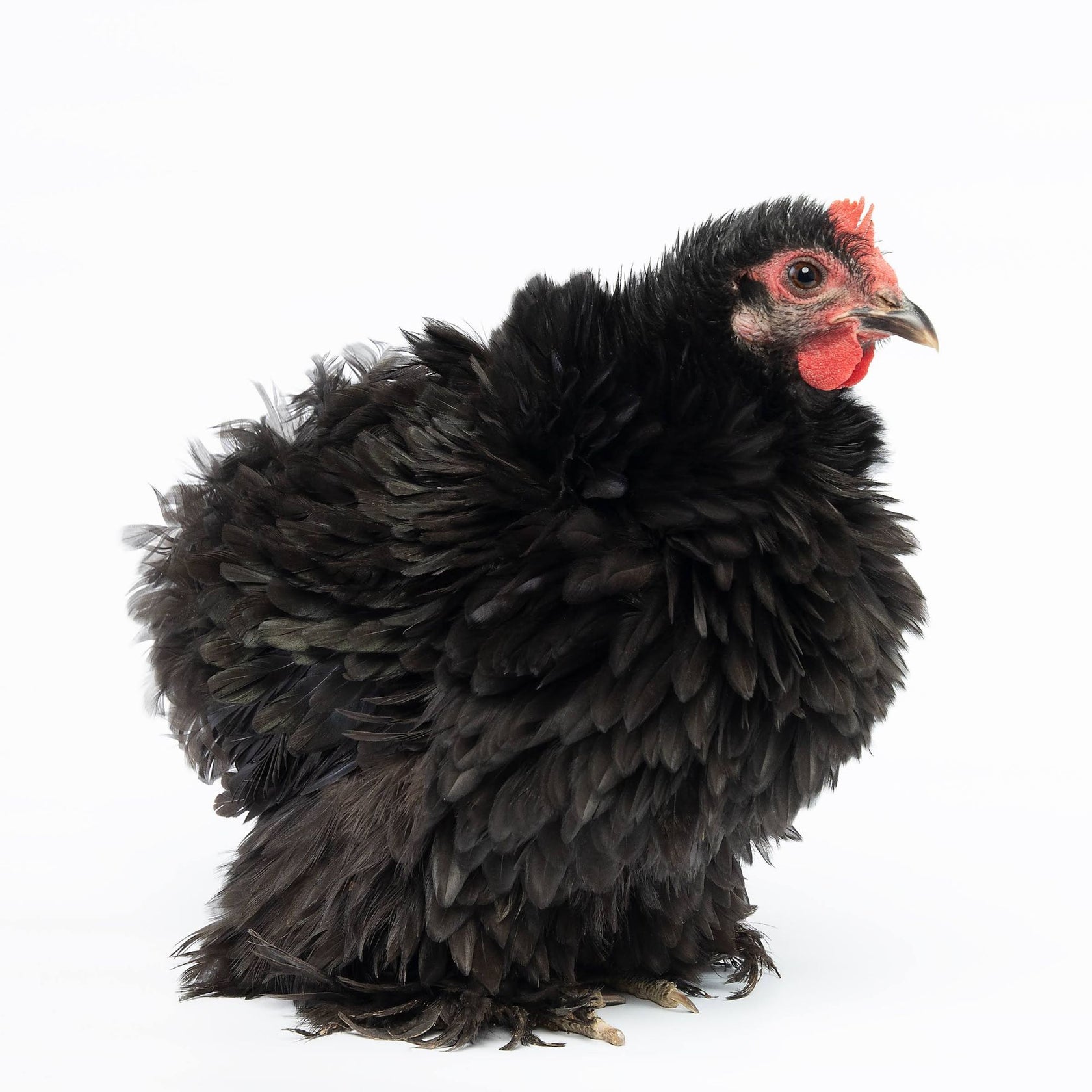 Baby Chicks: Black Frizzle Cochin Bantam - My Pet Chicken