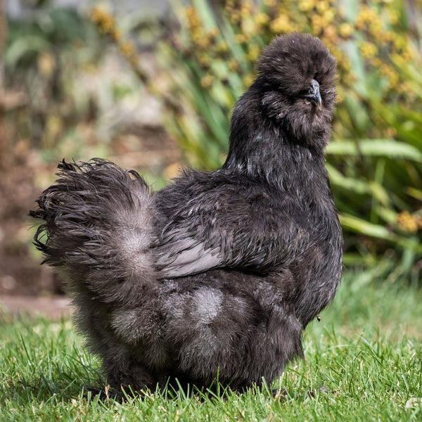 Baby Chicks: Black Silkie Bantam - My Pet Chicken