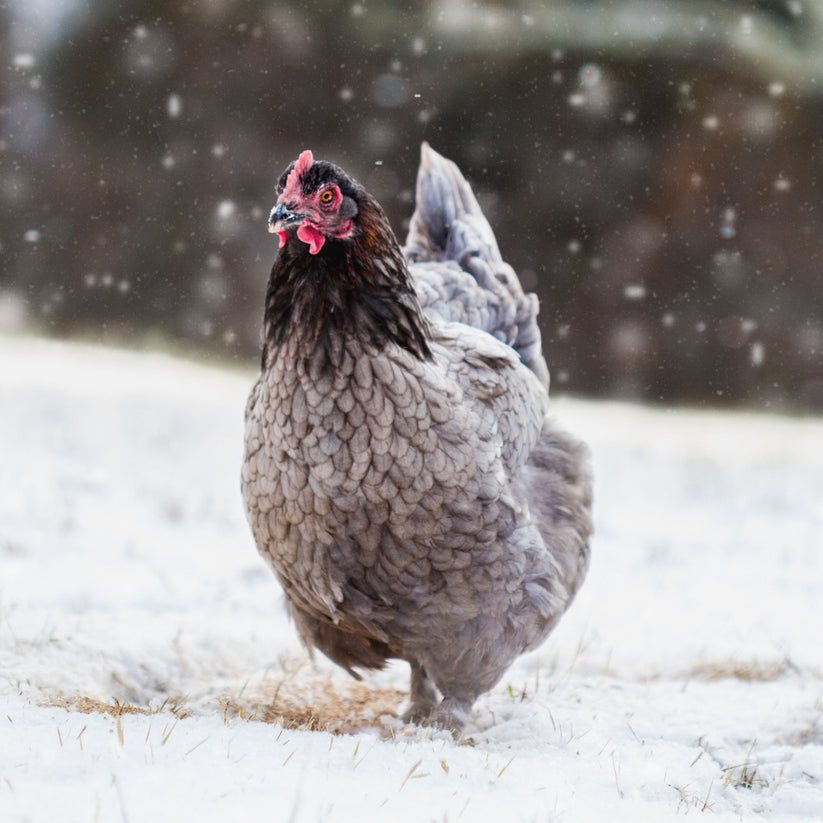 Baby Chicks: Blue Copper Marans - My Pet Chicken