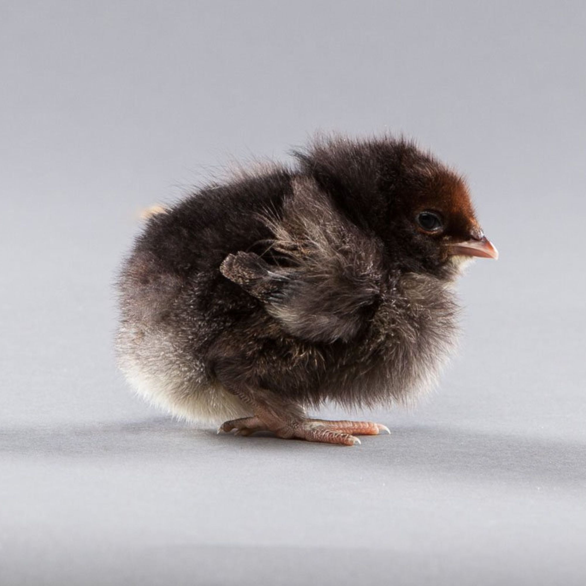 Baby Chicks: Blue/Black Favaucana - My Pet Chicken