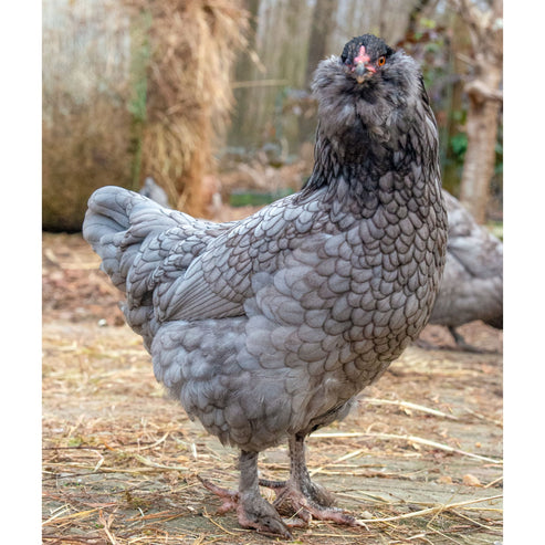 Baby Chicks: Blue/Black Favaucana - My Pet Chicken