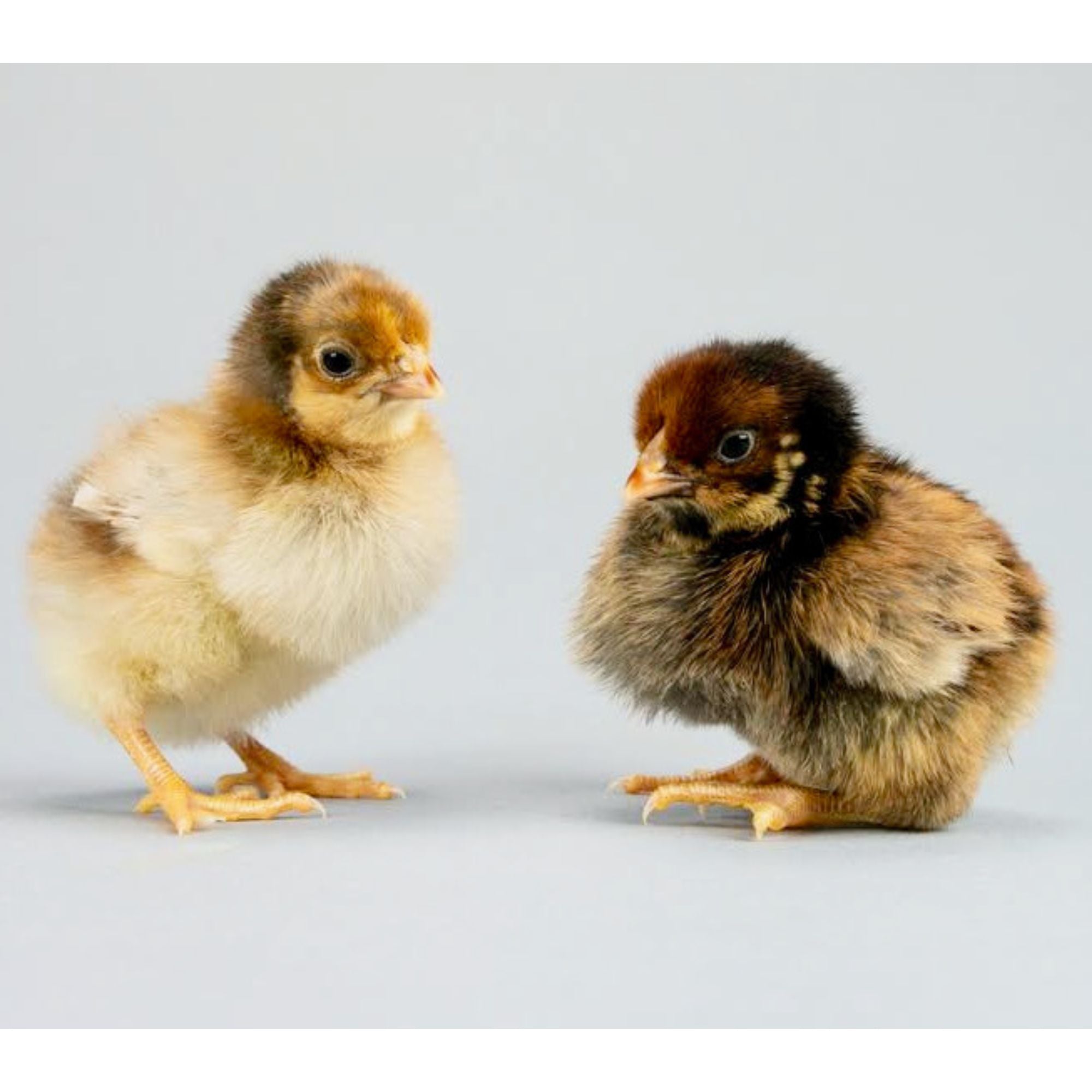 Blue laced store red wyandotte chicks