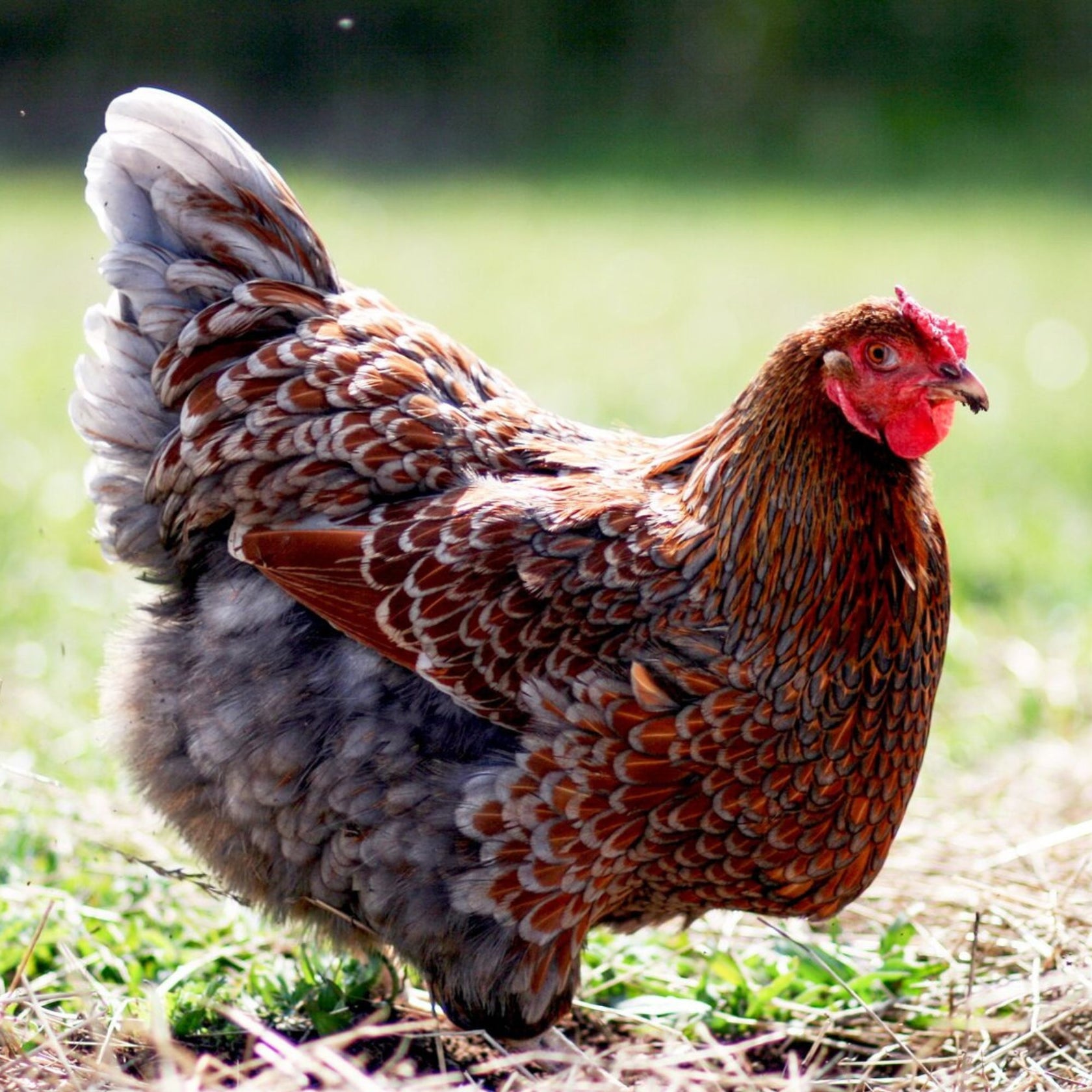 Pullet: Blue Laced Red Wyandotte, Shipping week of - My Pet Chicken