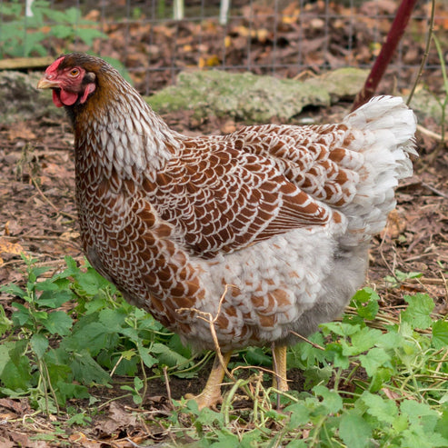 Baby Chicks: Blue/Black/Splash Laced Red Wyandotte - My Pet Chicken