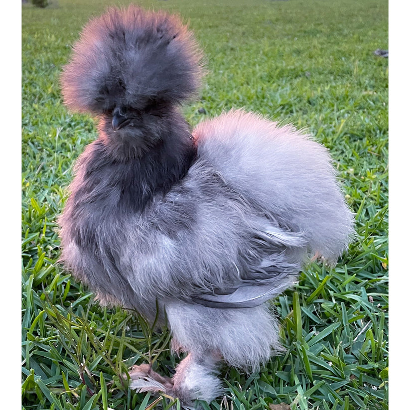 Baby Chicks: Blue Silkie Bantam - My Pet Chicken