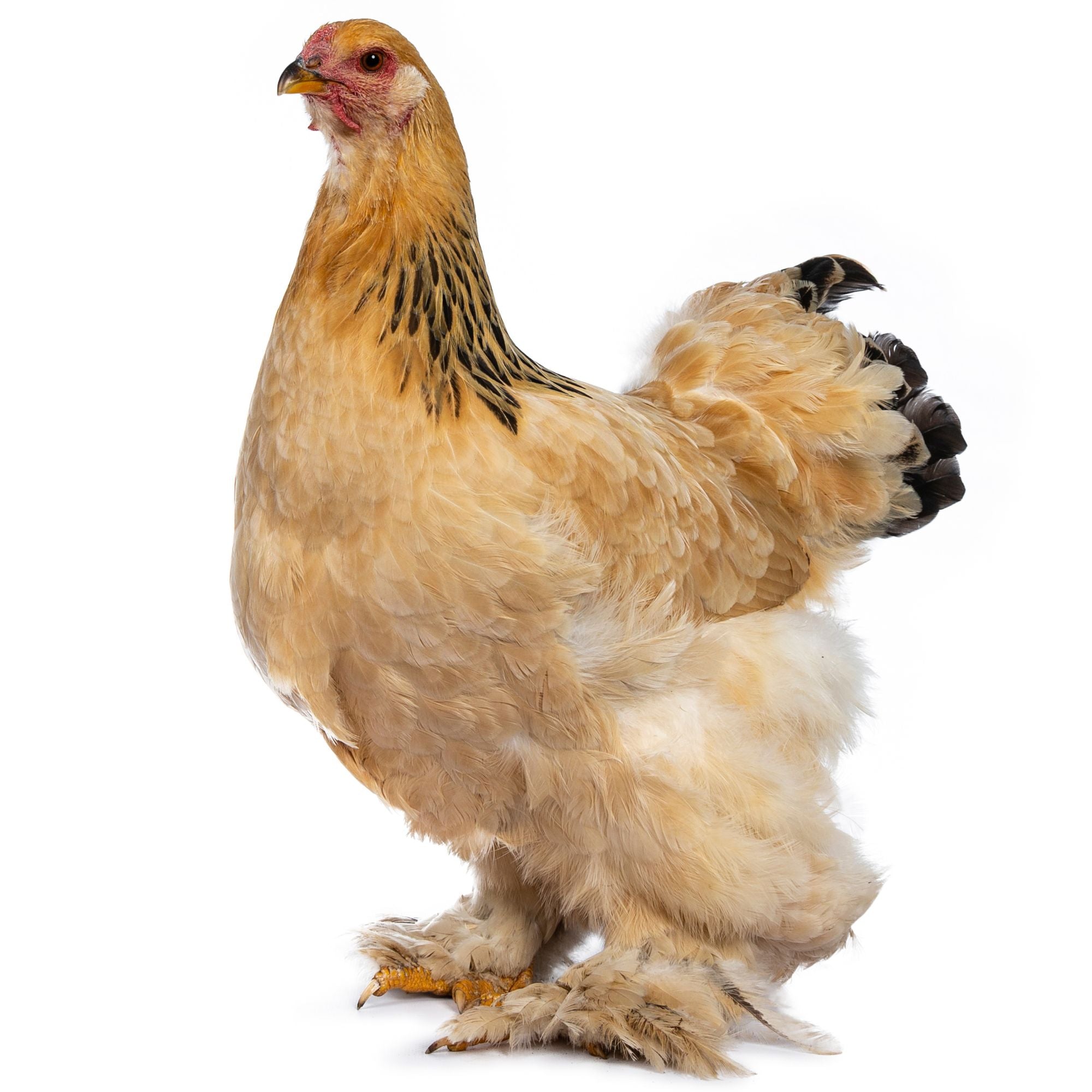 How Big Do Buff Brahma Chickens Get? From Tiny Chicks To Majestic