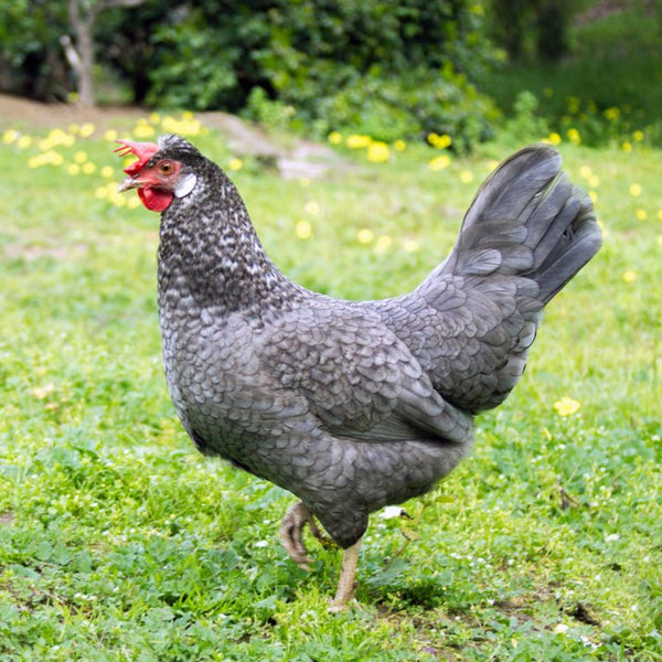 Baby Chicks: Cuckoo Bluebar Blue-Egger - My Pet Chicken