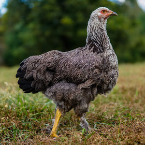 Brahma silver laced 