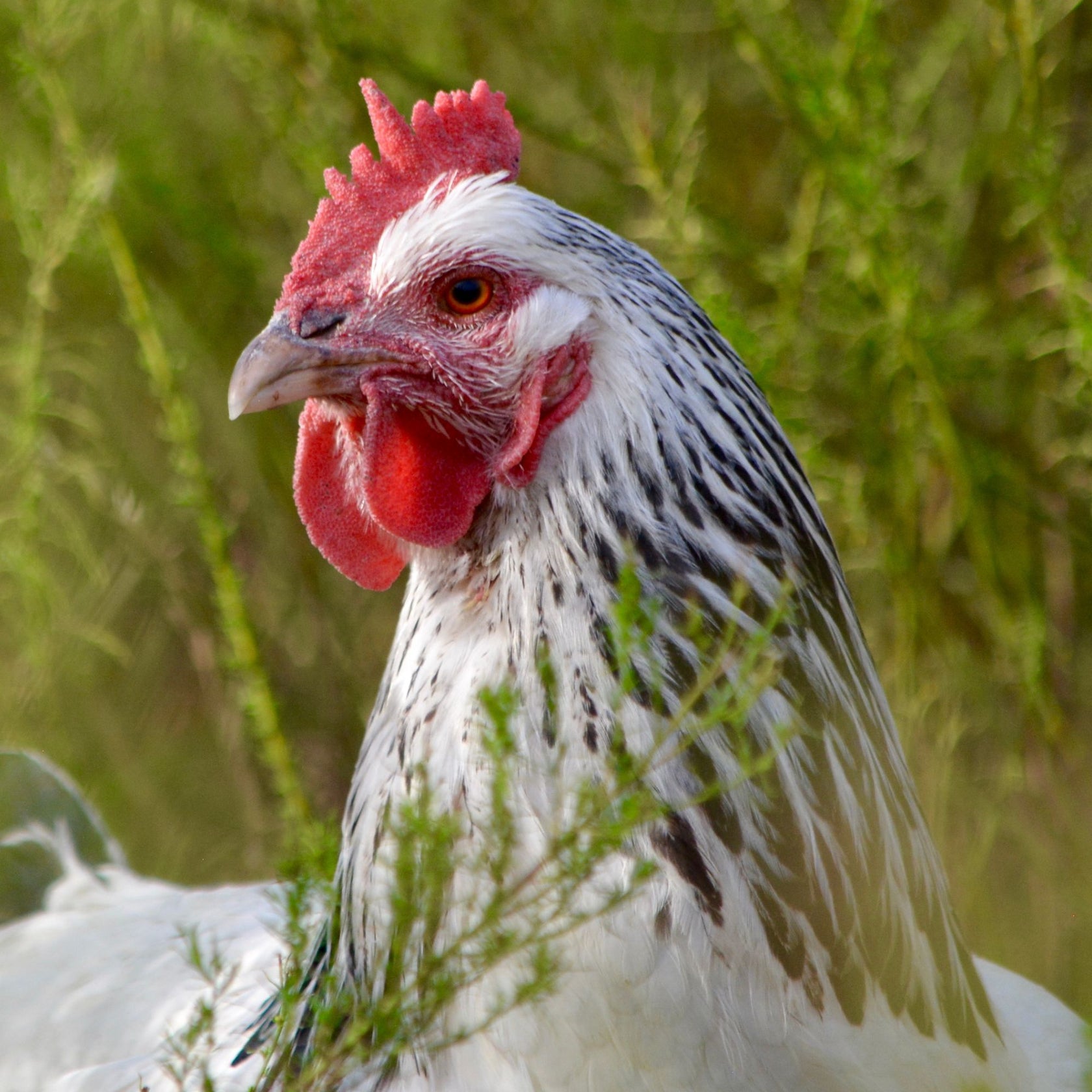 Baby Chicks: Delaware - My Pet Chicken