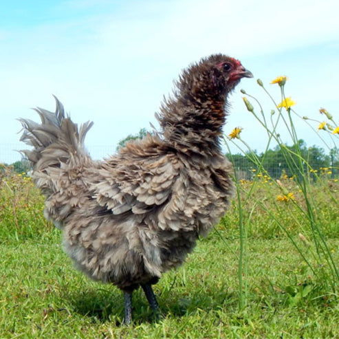 Baby Chicks: Frizzle Easter Egger - My Pet Chicken