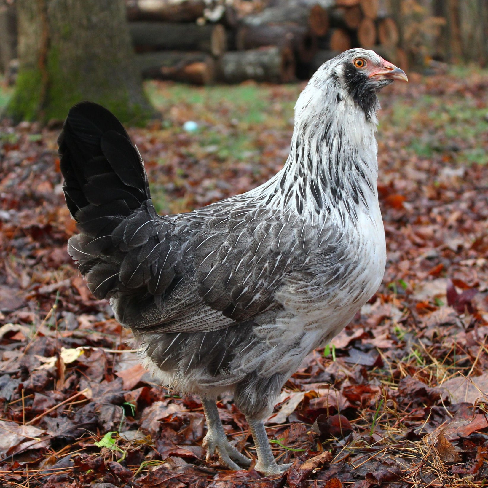 Pullet: Green Queen Easter Egger, Shipping Week of - My Pet Chicken