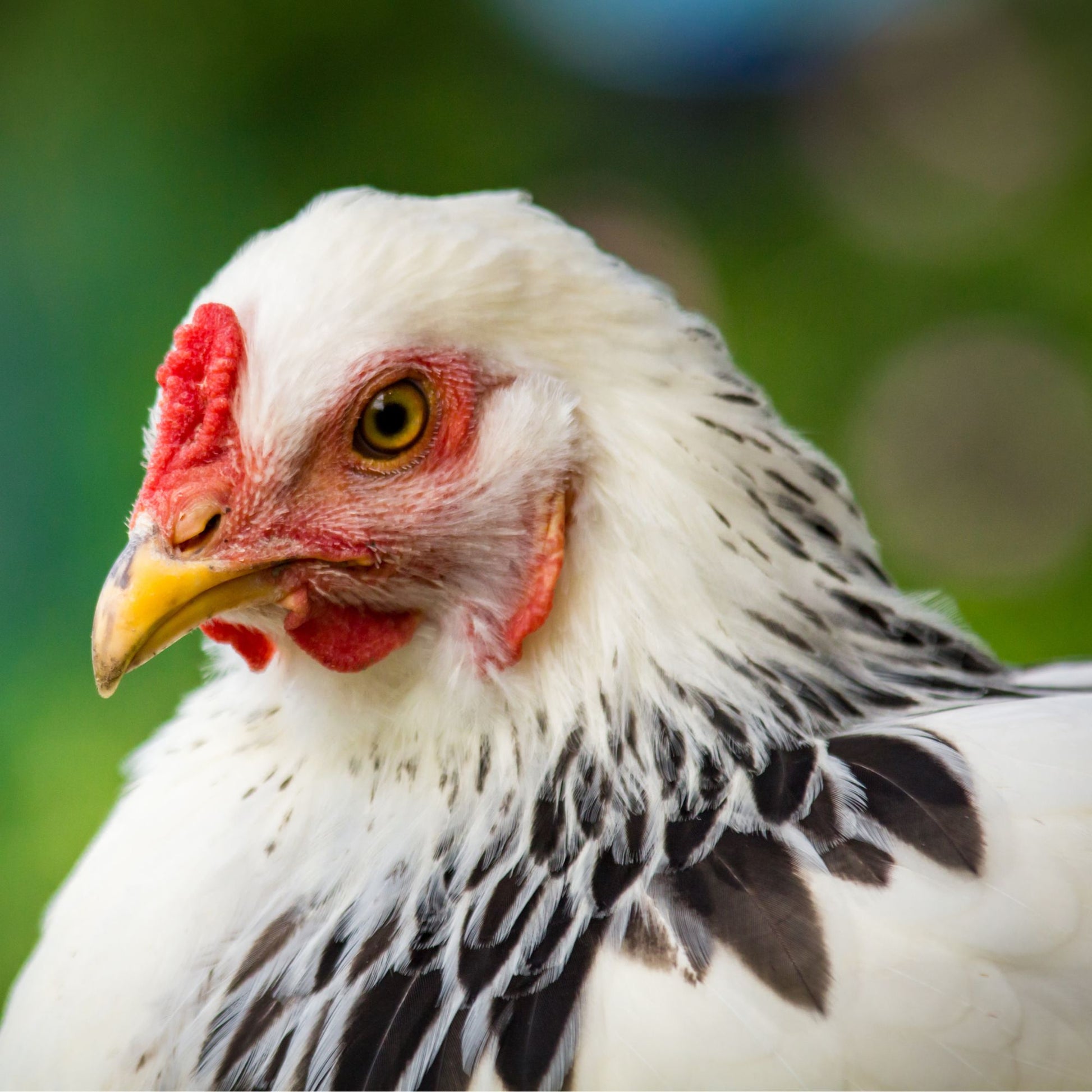 Light Brahma Rooster or Hen?  BackYard Chickens - Learn How to
