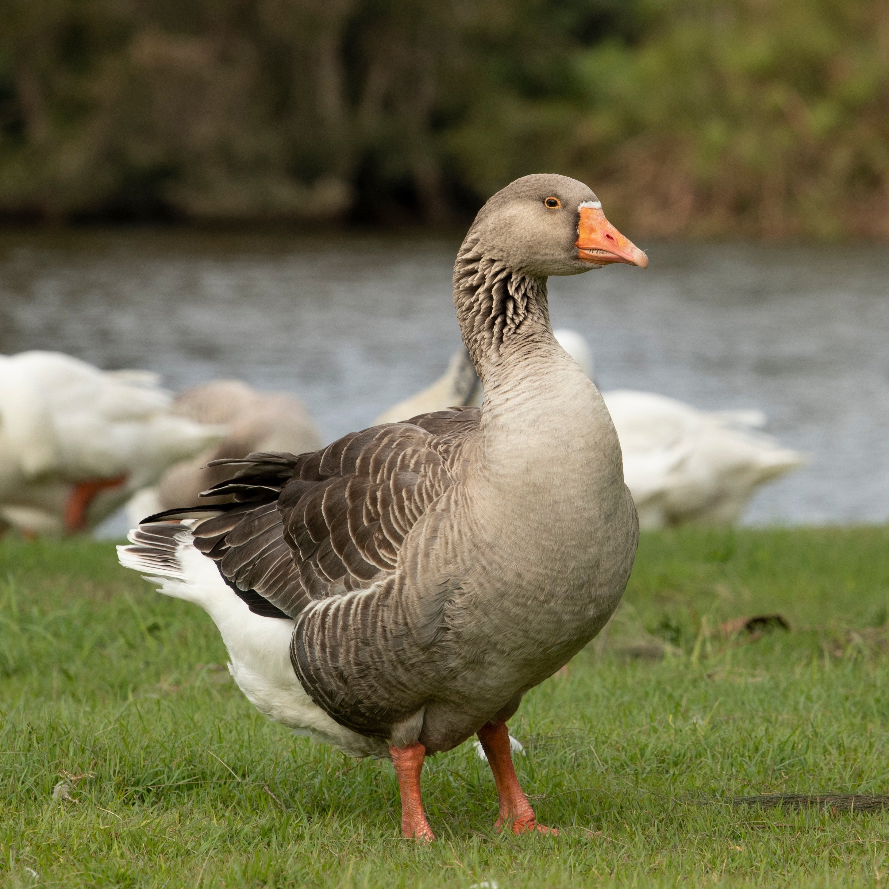 pilgrim goose