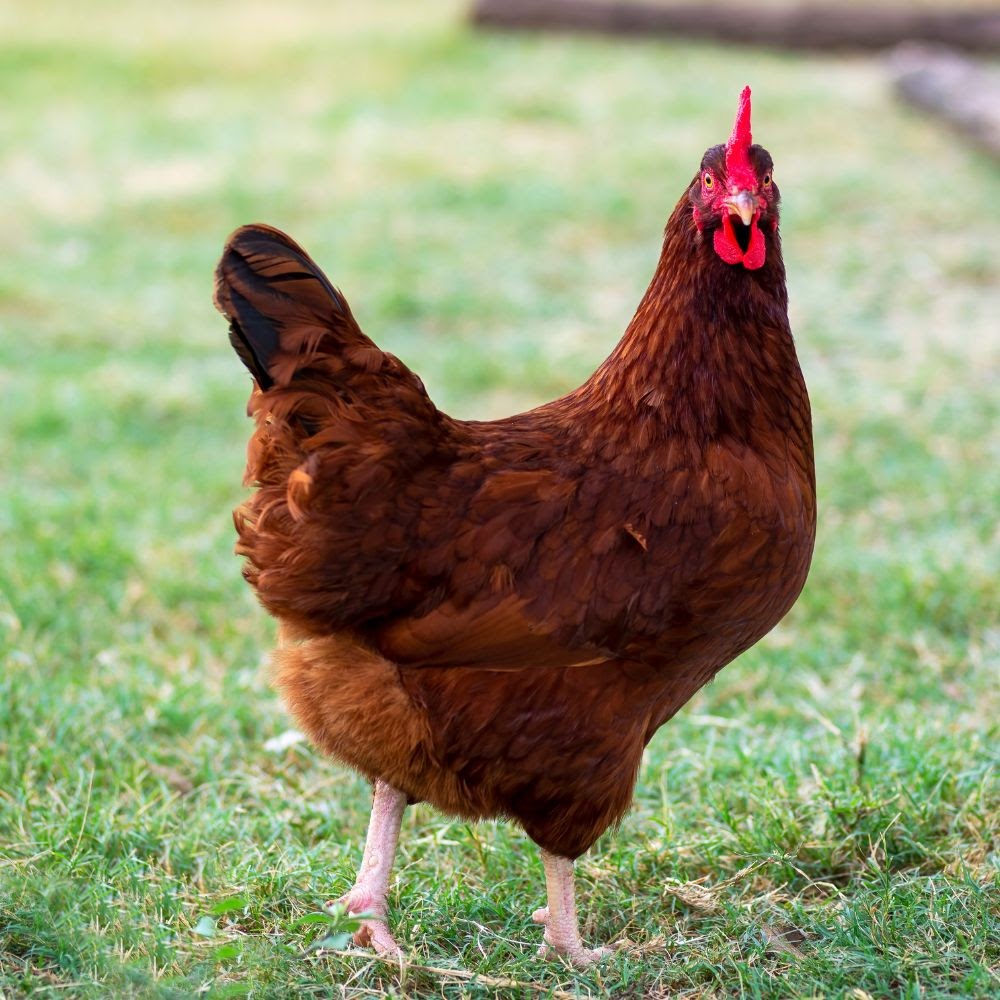 Hatching Eggs: Island Hen Haven - My Chicken