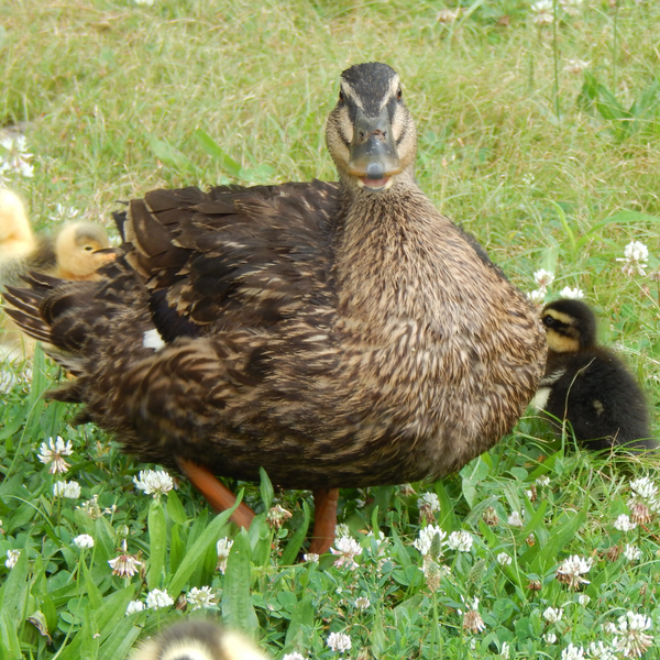 Rouen Ducks Girl