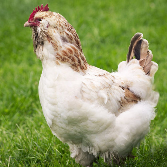 Baby Chicks: Salmon Faverolles - My Pet Chicken