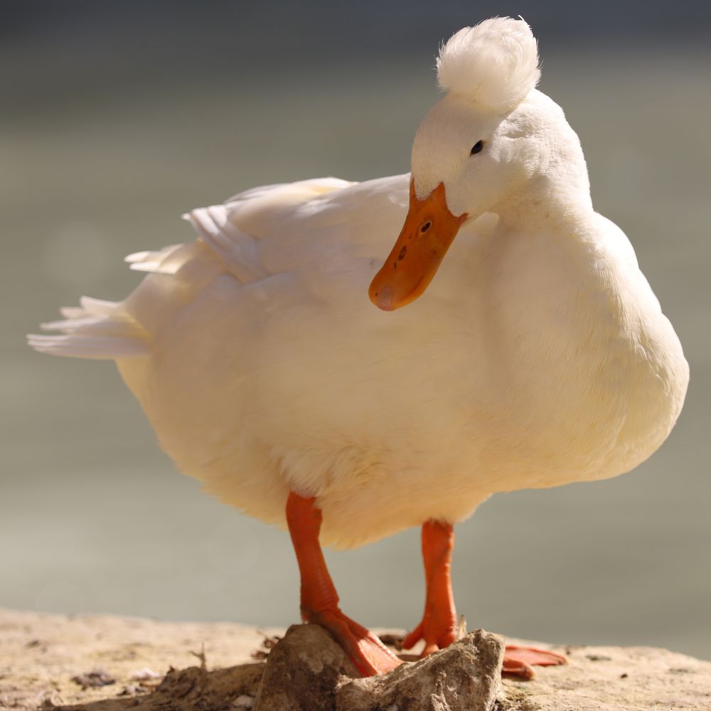 Ducklings White Crested My Pet Chicken