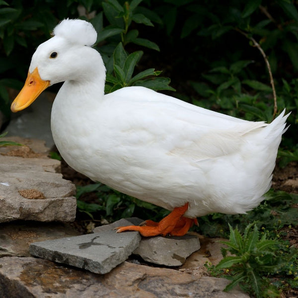 white duck